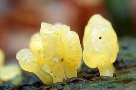 Attēlu rezultāti vaicājumam “Calocera glossoides”