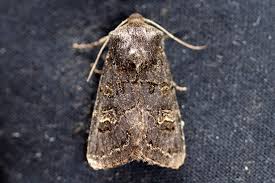 Attēlu rezultāti vaicājumam “Tholera cespitis”