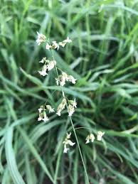 Attēlu rezultāti vaicājumam “Hierochloe odorata flower”