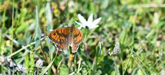 Attēlu rezultāti vaicājumam “Lasiommata megera male”