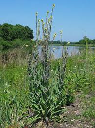 Attēlu rezultāti vaicājumam “Arabis glabra”