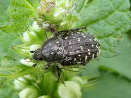 Attēlu rezultāti vaicājumam “Oxythyrea funesta”