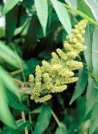 Attēlu rezultāti vaicājumam “Rhus typhina flower”