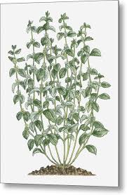 Image result for Marrubium vulgare