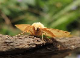 Attēlu rezultāti vaicājumam “Crocallis elinguaria”