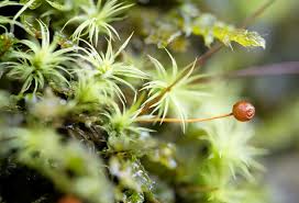 Attēlu rezultāti vaicājumam “Frullania fragilifolia macro”