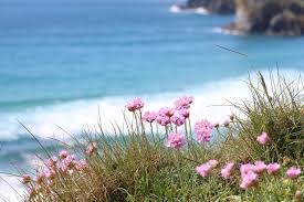 Attēlu rezultāti vaicājumam “Anthyllis maritima leaf”