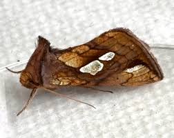 Attēlu rezultāti vaicājumam “Plusia festucae”