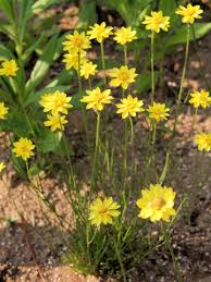 Image result for Helichrysum subulifolium
