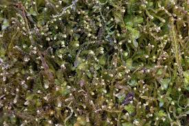 Attēlu rezultāti vaicājumam “Odontoschisma denudatum”