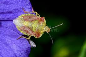 Attēlu rezultāti vaicājumam “Carpocoris purpureipennis”