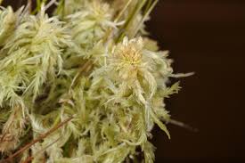 Attēlu rezultāti vaicājumam “Sphagnum wulfianum”