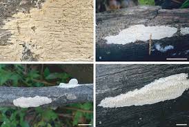 Attēlu rezultāti vaicājumam “Antrodia macra”