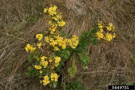 Attēlu rezultāti vaicājumam “Jacobaea vulgaris”