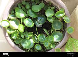 Attēlu rezultāti vaicājumam “Hydrocotyle vulgaris”