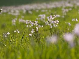 Attēlu rezultāti vaicājumam “Cardamine pratensis flower”
