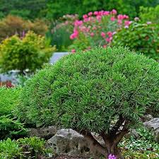 Attēlu rezultāti vaicājumam “Pinus mugo”