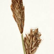 Attēlu rezultāti vaicājumam “Carex loliacea leaf”