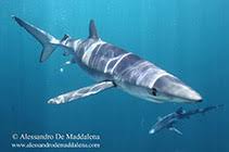 Image result for Prionace glauca