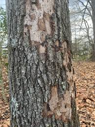 Attēlu rezultāti vaicājumam “Biscogniauxia repanda”