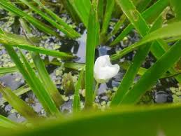 Attēlu rezultāti vaicājumam “Stratiotes aloides leaf”