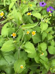 Attēlu rezultāti vaicājumam “Galinsoga quadriradiata”