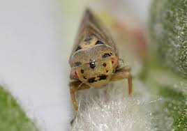 Attēlu rezultāti vaicājumam “Licea pusilla macro”