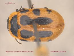 Attēlu rezultāti vaicājumam “Gonioctena”