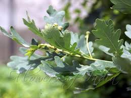 Attēlu rezultāti vaicājumam “Quercus robur male flower”