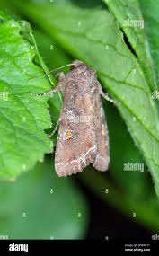 Attēlu rezultāti vaicājumam “Lacanobia oleracea”