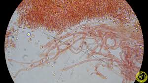 Attēlu rezultāti vaicājumam “Pseudomerulius aureus”