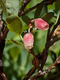 Attēlu rezultāti vaicājumam “Vaccinium uliginosum bud”