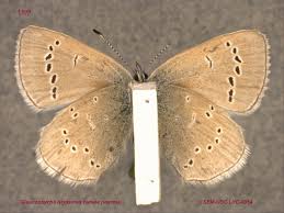 Attēlu rezultāti vaicājumam “Lycaeniinae”