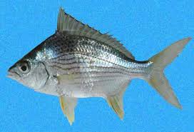 Image result for Eugerres plumieri