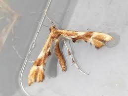 Attēlu rezultāti vaicājumam “Cnaemidophorus rhododactyla”