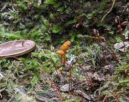 Attēlu rezultāti vaicājumam “Hemitrichia chrysospora macro”