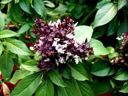 Attēlu rezultāti vaicājumam “Ocimum basilicum flower”