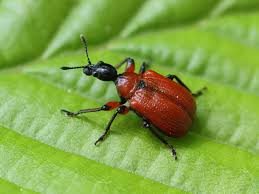 Attēlu rezultāti vaicājumam “Apoderus coryli”