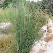 Attēlu rezultāti vaicājumam “Juncus inflexus bud”