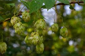 Attēlu rezultāti vaicājumam “Humulus lupulus fruit”