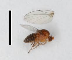 Attēlu rezultāti vaicājumam “Phoridae”