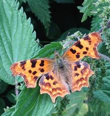 Attēlu rezultāti vaicājumam “Polygonia c-album upperside”