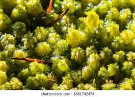 Attēlu rezultāti vaicājumam “Sphagnum flexuosum”