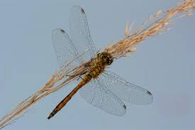 Attēlu rezultāti vaicājumam “Sympetrum danae”