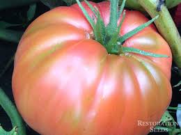 Afbeeldingsresultaat voor prudence purple tomato