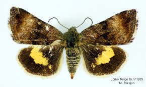 Attēlu rezultāti vaicājumam “Panemeria tenebrata”