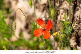 Attēlu rezultāti vaicājumam “Papaver argemone leaf”