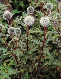 Image result for Echinops spaerocephalus