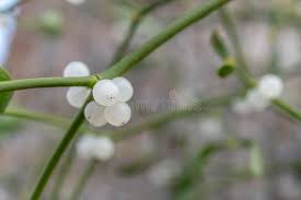 Attēlu rezultāti vaicājumam “Viscum album fruit”