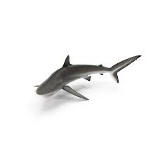 Image result for Carcharhinus falciformis